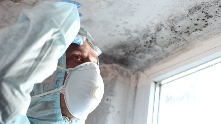 Reliable Parowan, UT Mold Removal Solutions